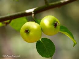 Attēlu rezultāti vaicājumam “Malus sylvestris”
