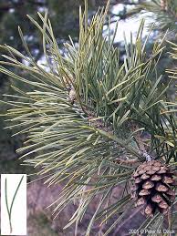 Attēlu rezultāti vaicājumam “Pinus sylvestris leaf”