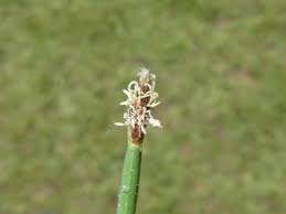 Attēlu rezultāti vaicājumam “Eleocharis palustris”