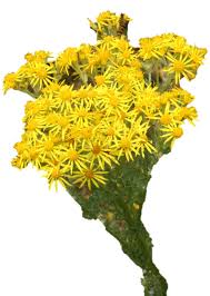 Attēlu rezultāti vaicājumam “Jacobaea vulgaris flower”