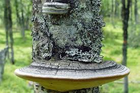 Attēlu rezultāti vaicājumam “Phellinus nigricans”