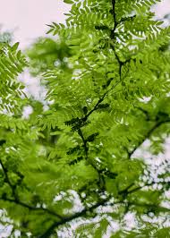 Attēlu rezultāti vaicājumam “Gleditsia triacanthos leaf”