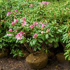 Attēlu rezultāti vaicājumam “Rhododendron sichotense flower”