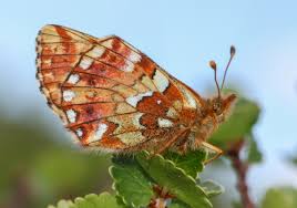 Attēlu rezultāti vaicājumam “Boloria aquilonaris underside”