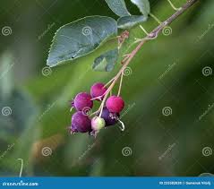 Attēlu rezultāti vaicājumam “Amelanchier spicata fruit”