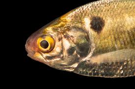 Image result for Dorosoma cepedianum