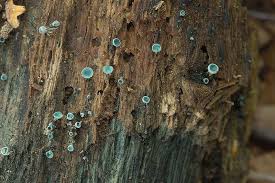 Attēlu rezultāti vaicājumam “Chlorociboria aeruginascens”