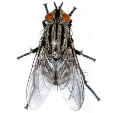 Attēlu rezultāti vaicājumam “Sarcophaga carnaria”