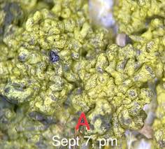 Attēlu rezultāti vaicājumam “Physarum flavidum stalked”