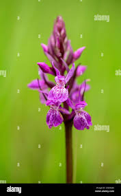 Attēlu rezultāti vaicājumam “Dactylorhiza russowii”