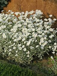 Image result for cerastium tomentosum