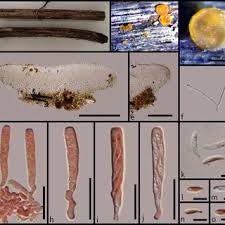 Attēlu rezultāti vaicājumam “Hyalorbilia inflatula”