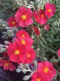 Attēlu rezultāti vaicājumam “Helianthemum x hybridum flower”