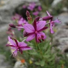 Attēlu rezultāti vaicājumam “Epilobium roseum leaf”