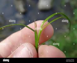 Attēlu rezultāti vaicājumam “Stuckenia filiformis bud”