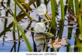 Attēlu rezultāti vaicājumam “Stratiotes aloides flower”