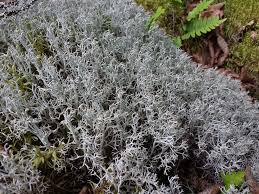 Attēlu rezultāti vaicājumam “Cladonia stygia”