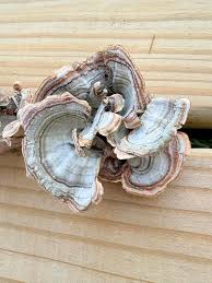 Attēlu rezultāti vaicājumam “Stereum fasciatum”