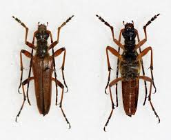 Attēlu rezultāti vaicājumam “Stenocorus meridianus”