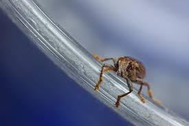 Attēlu rezultāti vaicājumam “Sitona sp.”