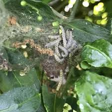 Attēlu rezultāti vaicājumam “Yponomeuta malinellus / cagnagella larva”