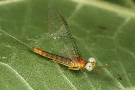 Attēlu rezultāti vaicājumam “Heptagenia sulphurea female”