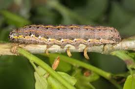 Attēlu rezultāti vaicājumam “Orthosia miniosa imago”