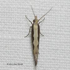 Attēlu rezultāti vaicājumam “Plutella xylostella”