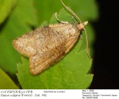 Attēlu rezultāti vaicājumam “Capua vulgana”