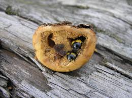 Attēlu rezultāti vaicājumam “Diaperis boleti”