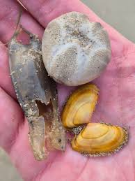 Image result for Hyas coarctatus