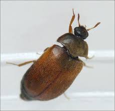 Attēlu rezultāti vaicājumam “Attagenus smirnovi”