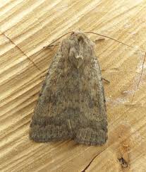 Attēlu rezultāti vaicājumam “Caradrina morpheus”