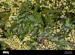 Attēlu rezultāti vaicājumam “Potamogeton lucens leaf”