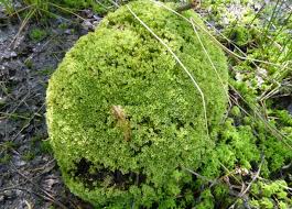 Attēlu rezultāti vaicājumam “Mnium hornum sporophyte”