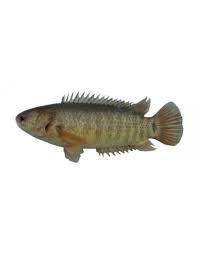 Image result for ikan
