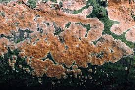 Attēlu rezultāti vaicājumam “Peniophora laurentii”