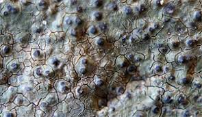 Attēlu rezultāti vaicājumam “Verrucaria hydrela”