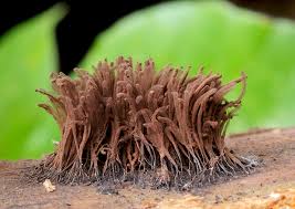 Attēlu rezultāti vaicājumam “Stemonitopsis sp.”