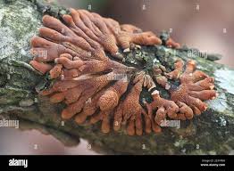 Attēlu rezultāti vaicājumam “Hypocreopsis lichenoides”