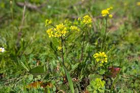 Attēlu rezultāti vaicājumam “Sinapis arvensis leaf”