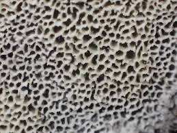 Attēlu rezultāti vaicājumam “Skeletocutis carneogrisea”