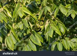 Attēlu rezultāti vaicājumam “Juglans cinerea leaf”
