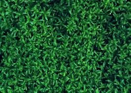 Attēlu rezultāti vaicājumam “Gymnostomum aeruginosum”