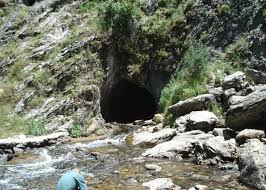 Attēlu rezultāti vaicājumam “Seligeria donniana sporophyte”