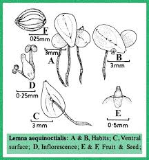 Attēlu rezultāti vaicājumam “Lemnaceae”