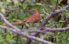 Image result for Toxostoma rufum