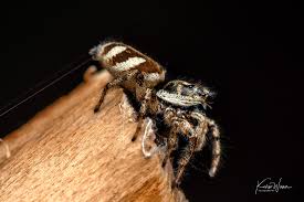 Attēlu rezultāti vaicājumam “Salticus scenicus”