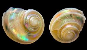 Attēlu rezultāti vaicājumam “Mollusca”