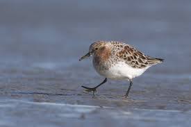 Image result for Calidris ruficollis